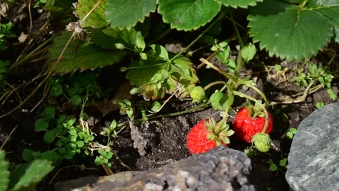 Red strawberries in garden Stock Footage 171248744