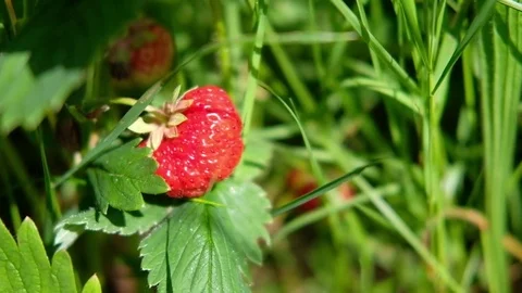 Red strawberries hidden in grass Stock Footage 77299623