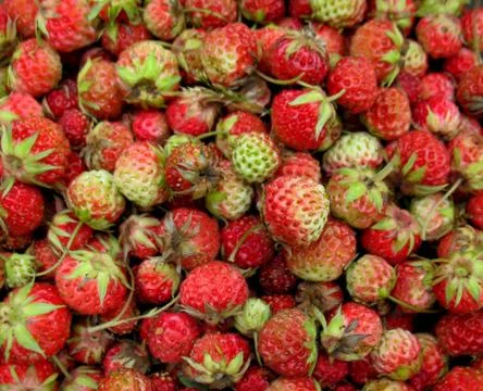 Red strawberries. Stock Photos
