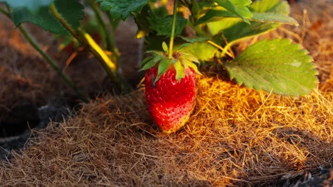Red strawberry on a bush Video stock 147246726
