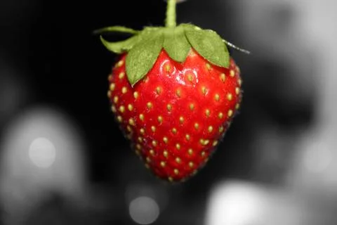 Red strawberry in the deep forest Stock Photos