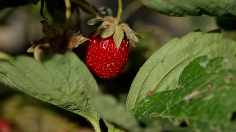 Red strawberry Stock Footage 51643302