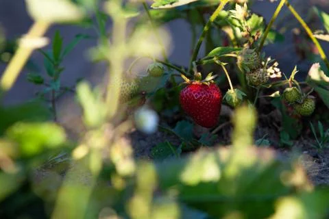 Red strawberry growing on a organic farm Stock Photos