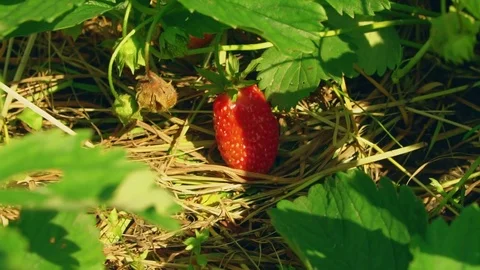 Red strawberry grows on strawberry bed Video stock 78025933