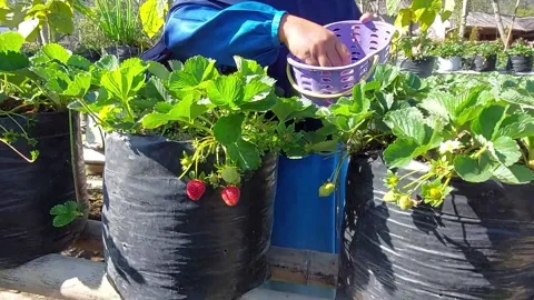 Red strawberry harvesting. Stock Footage 344218756