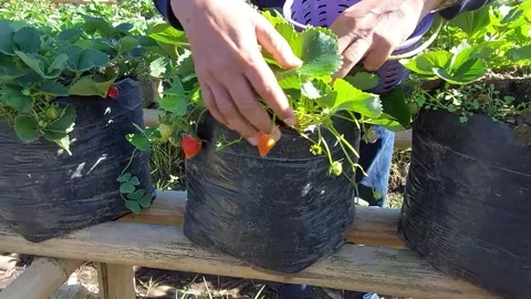 Red strawberry harvesting. Stock Footage 344218757