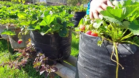 Red strawberry harvesting. Stock Footage 344218805