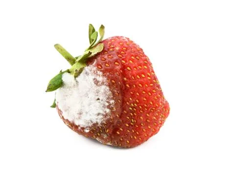 Red strawberry with a patch of mold Stock Photos