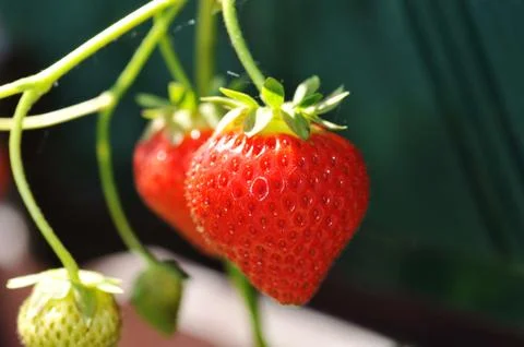 Red strawberry Stock Photos