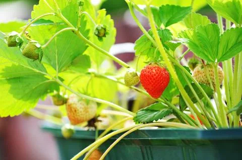 Red strawberry Stock Photos