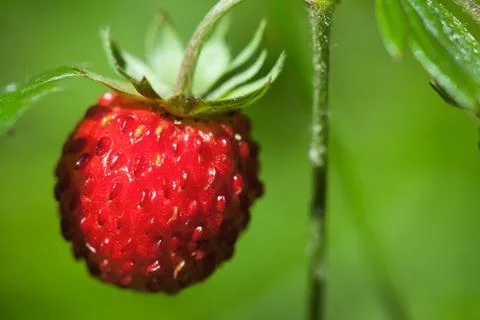Red strawberry Stock Photos
