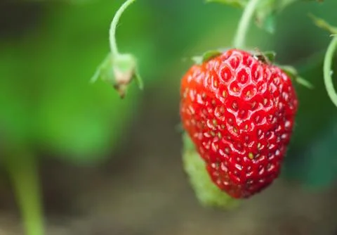 Red strawberry Stock Photos