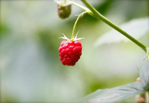 Red strawberry Stock Photos