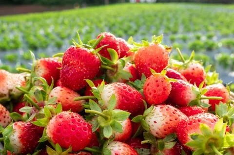 Red strawberry Foto stock