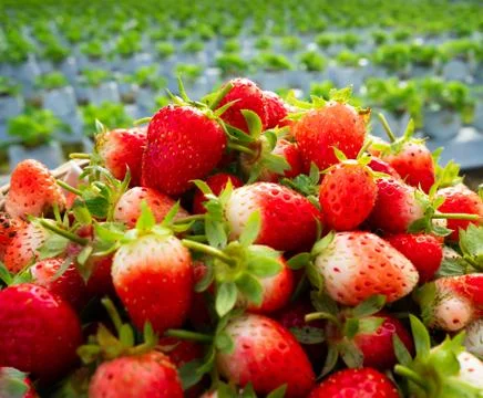 Red strawberry Stock Photos