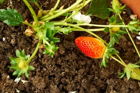 Red strawberry Stock Photos