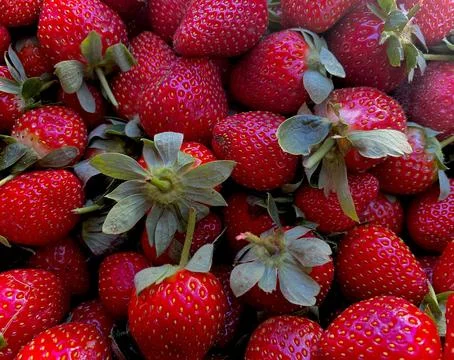 Red strawberry Stock Photos