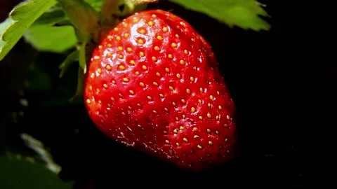A red strawberry with a strawberry leaf rotates. Stock Footage 196981032