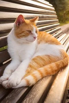 Red stray cat on bench, Old Town Kotor, Montenegro Stock Photos