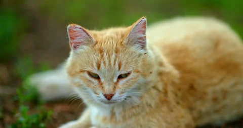 Red stray cat in courtyard, closeup portrait of funny cat, muzzle with whiskers Stock Footage 229428980