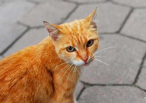 Red stray cat. Stock Photos