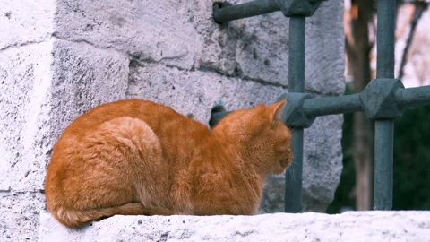 A red stray cat is sitting an looking around. Stock Footage 261995270