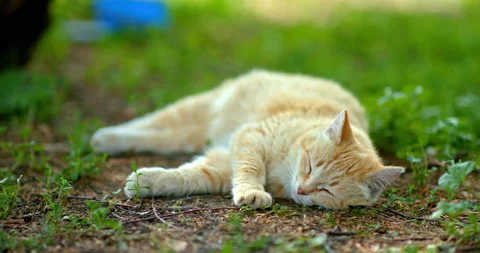Red stray cat sleeping on ground in countryside or in city in summer, resting Stock Footage 230218195