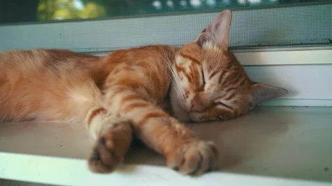 Red Stray Cat Sleeps on the Windowsill in the Fresh Air Stock Footage 245008300