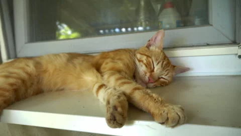 Red Stray Cat Sleeps on the Windowsill in the Fresh Air Vídeo Stock 245009899