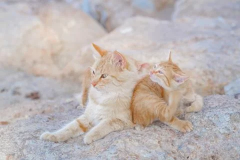 Red stray cats Stock Photos
