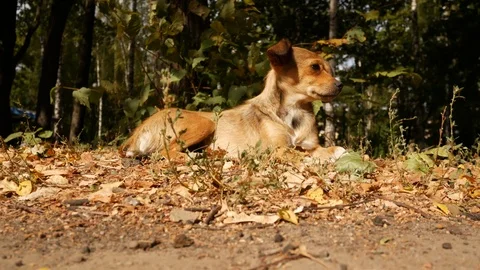 A red stray dog sits on fallen leaves under a tree and basks in the rays of the  Stock Footage 118905450