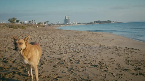 Red stray dog standing on a sandy beach by the seashore Stock Footage 310546287