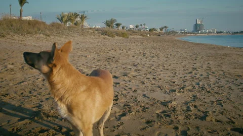 A red stray dog stands on a sandy beach by the seashore and looks away Stock Footage 306890564