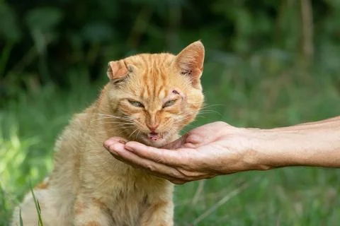 A red stray hungry cat eats cat food from the hand of a man.The concept of .. Stock Photos