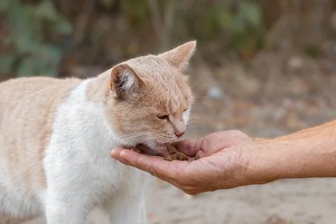 A red stray hungry cat eats cat food from the hand of a man.The concept of .. Foto stock