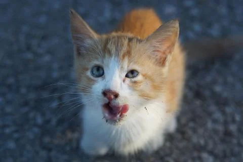 A red stray kitten licks a muzzle, dirty and homeless Stock Photos