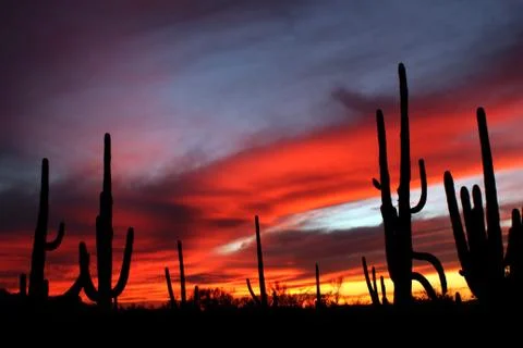 Red Streaked Saguaro Sunset Stock Photos