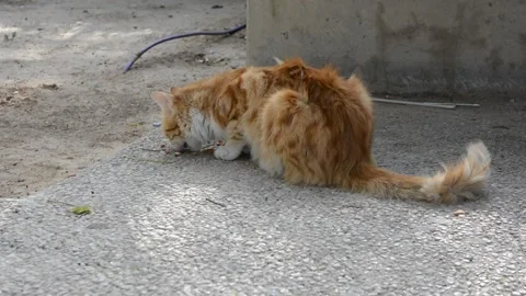 Red street homeless cat eats dry food on asphalt in the fall. Help stray animals Stock Footage 131968114