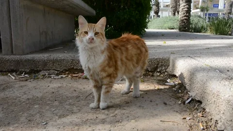 Red street homeless cat eats dry food on asphalt in the fall. Help stray animals 스톡 동영상 131968193