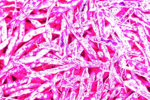 Red string beans, modified color scheme, colorful background. Stock Photos