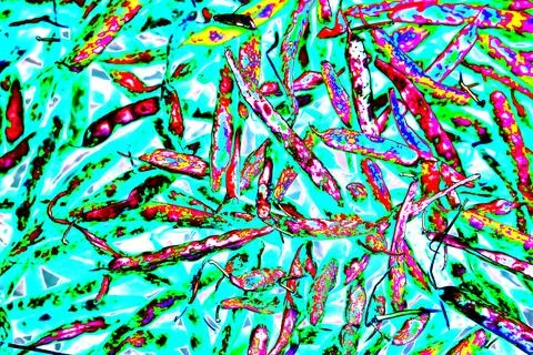 Red string beans, modified color scheme, colorful background. Stock Photos