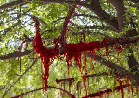 Red strings hanged to a tree to make wish in Kantajew hindu Temple, Rangpur.. Stock Photos