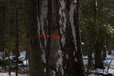 Red stripe, marking on a tree in the forest Stock Photos