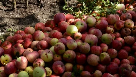 Red-striped apples Stock Footage 328640844