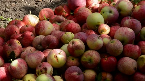 Red-striped apples Stock Footage 328640859