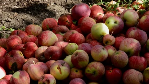 Red-striped apples Stock Footage 328640948
