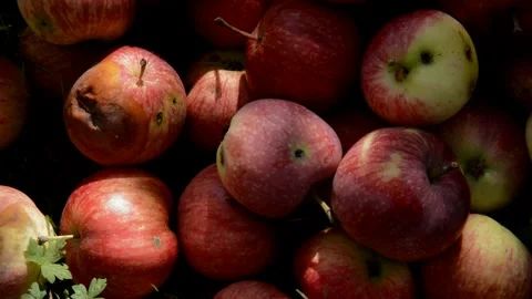 Red-striped apples Stock Footage 328641042