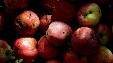 Red-striped apples Stock Footage 328641044