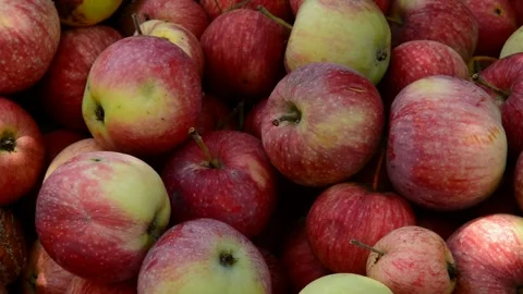 Red-striped apples Stock Footage 328641114