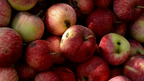 Red-striped apples Stock Footage 328641123
